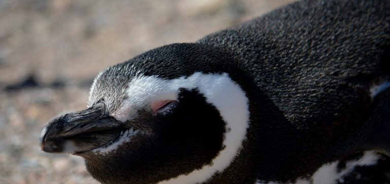 Pinguino Puerto Madryn