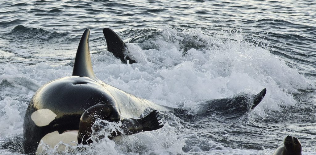Orcas Puerto Madryn