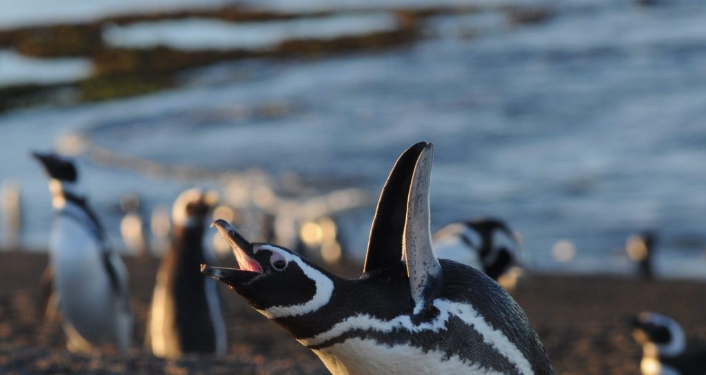 Pinguinos puenta tombo Puerto Madryn