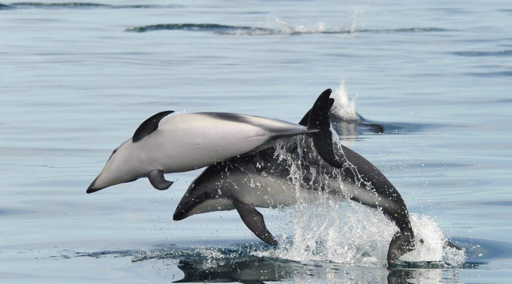Delfines Puerto Madryn